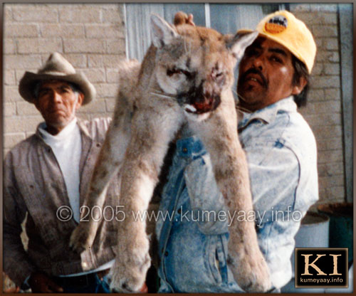 CALIFORNIA MOUNTAIN LION PHOTO