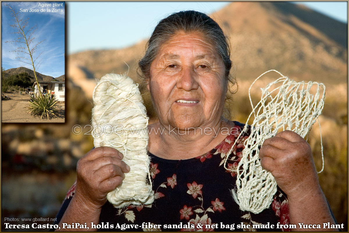 Loading Large High-resolution Agave Fiber Photos...