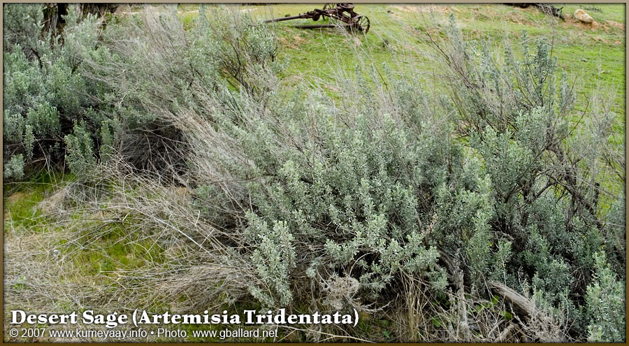 LOADING TWO Very High-resolution DESERT SAGE (Artemisia tridentata) pictures..
