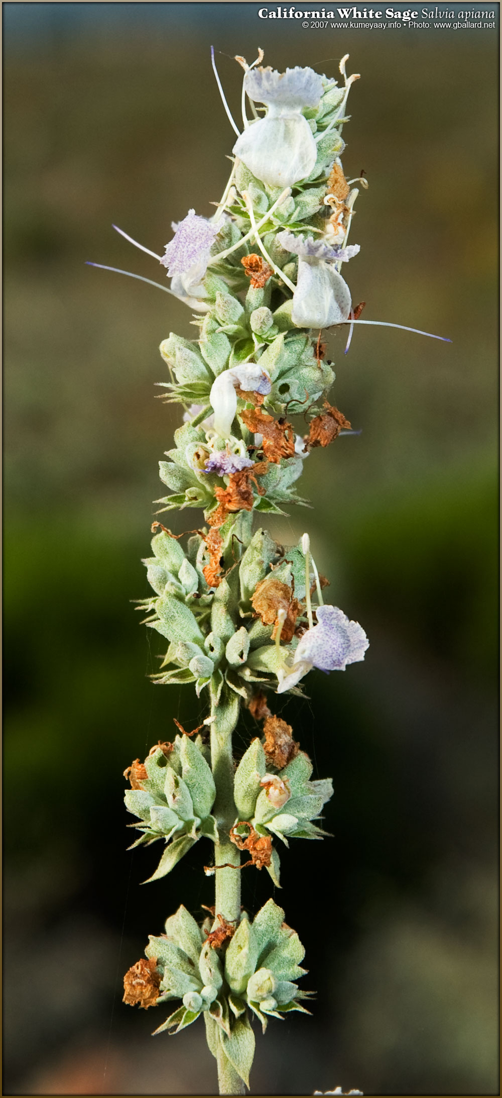 LOADING very large high resolution California Sage Picture...