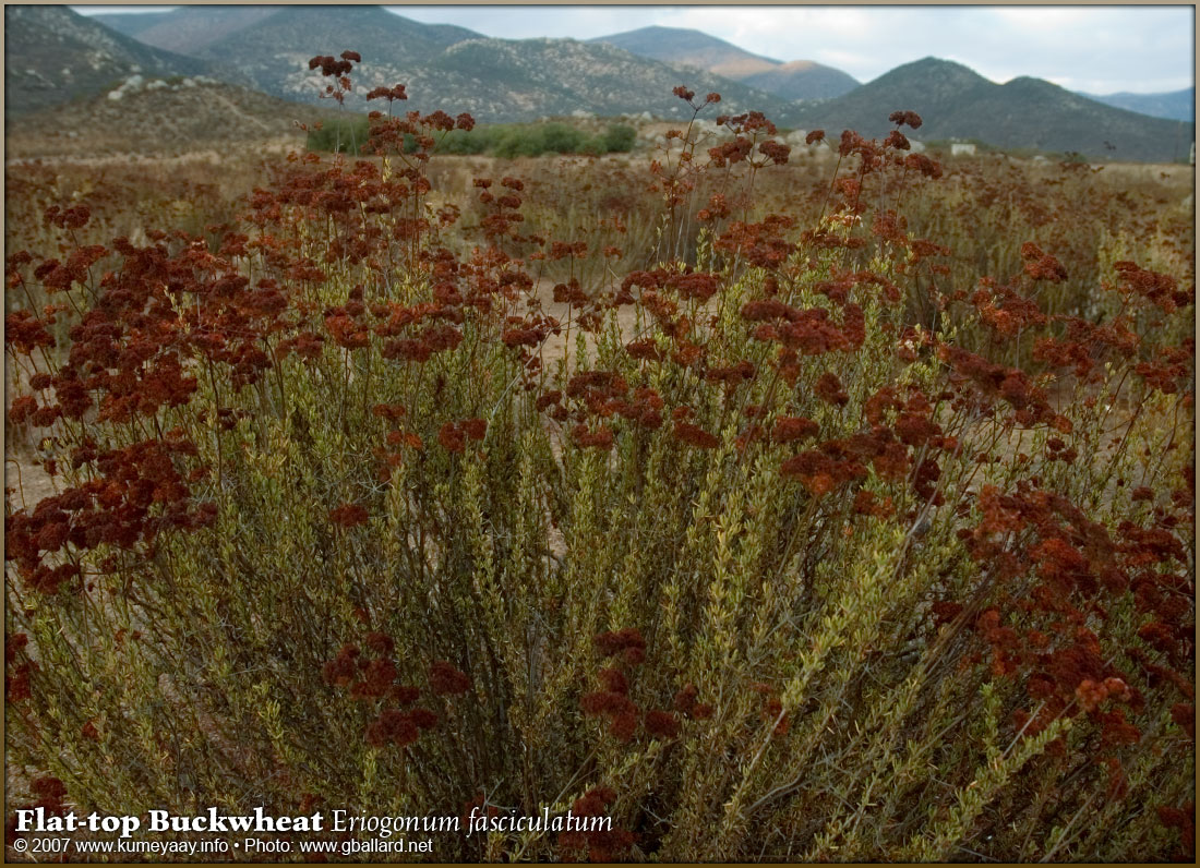 LOADING TWO very large high-resolution buckwheat pictures...