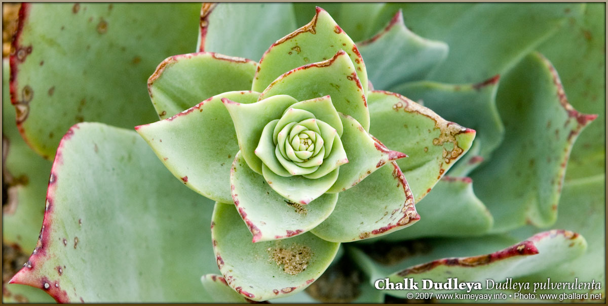 DOWNLOADING LARGE Hi-Rez California Desert Plant...