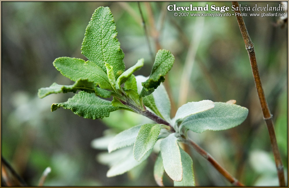 Loading Large Chaparral Sage Photo...