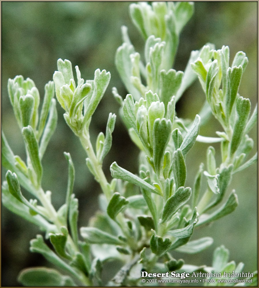 LOADING TWO Very  High-resolution DESERT SAGE (Artemisia tridentata) pictures..