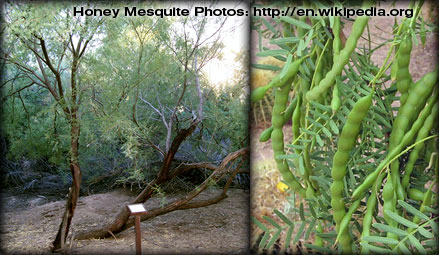 HONEY MESQUITE TREE PICTURES