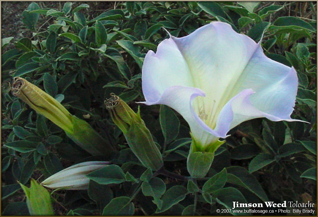 DOWNLOADING LARGE Hi-Rez Jimson Weed Plant...