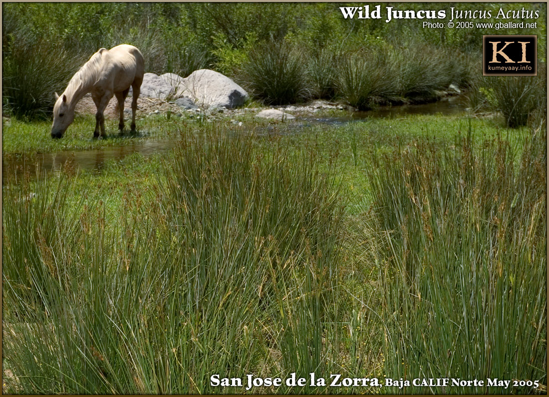 LOADING TWO VERY LARGE High-Rez Juncus Photos...