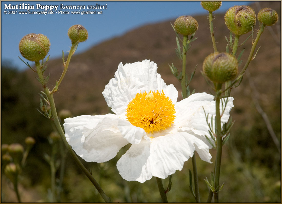 DOWNLOADING TWO very large high-resolution yucca photographs...