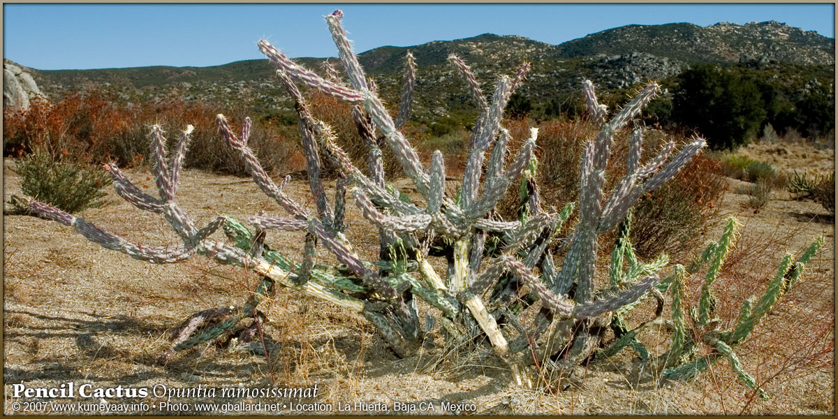 Loading Large Pencil Cactus Photo...