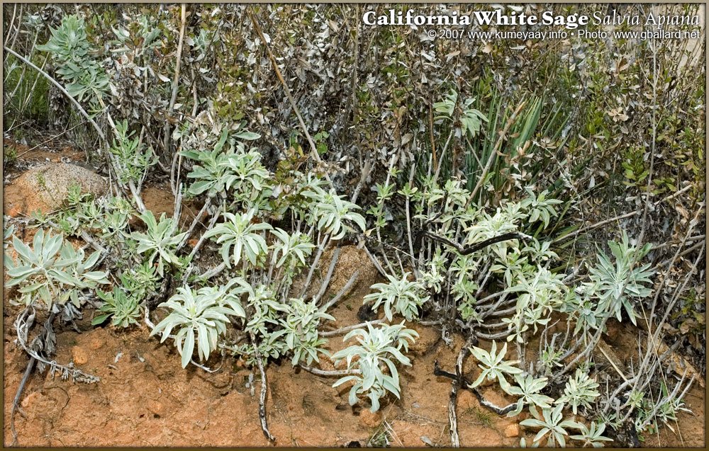 Loading Large Salvia Photo...