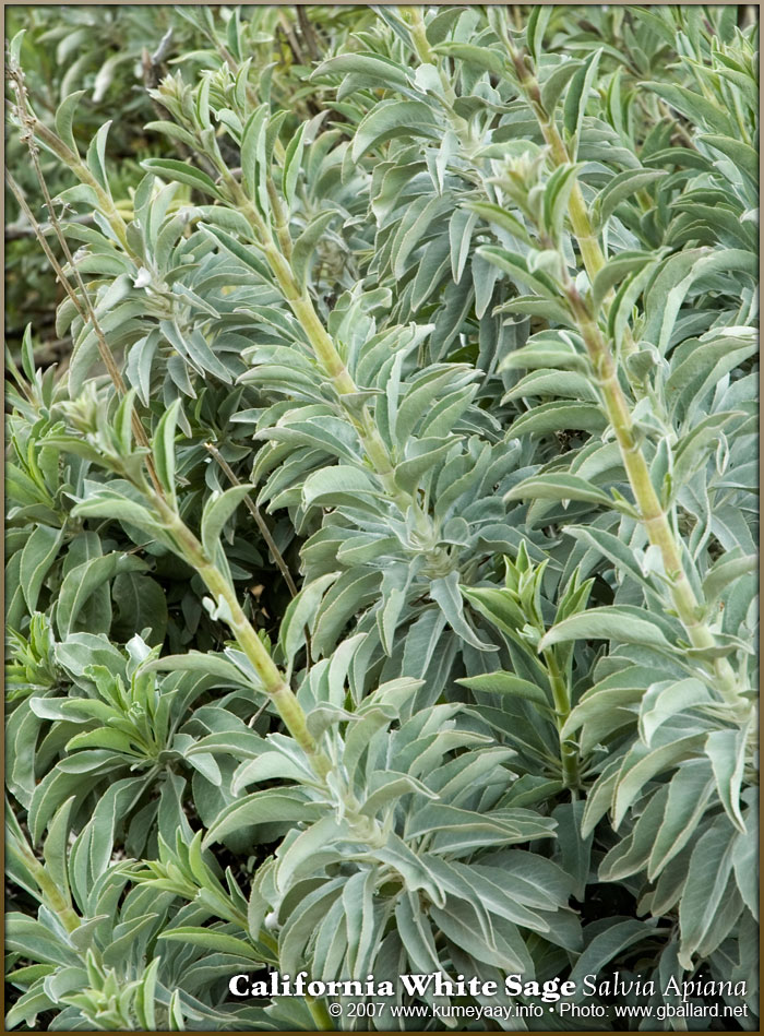 Loading Large High-resolution Salvia Apiana Photo
