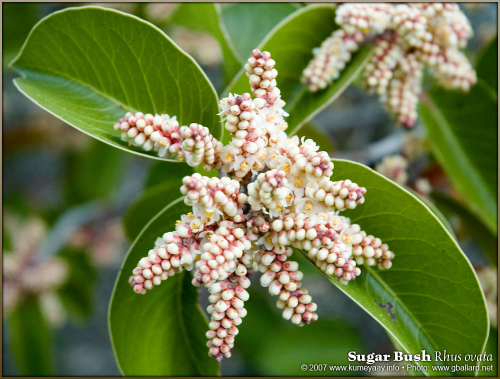 LOADING TWO High-resolution Sugar Bushphotos..