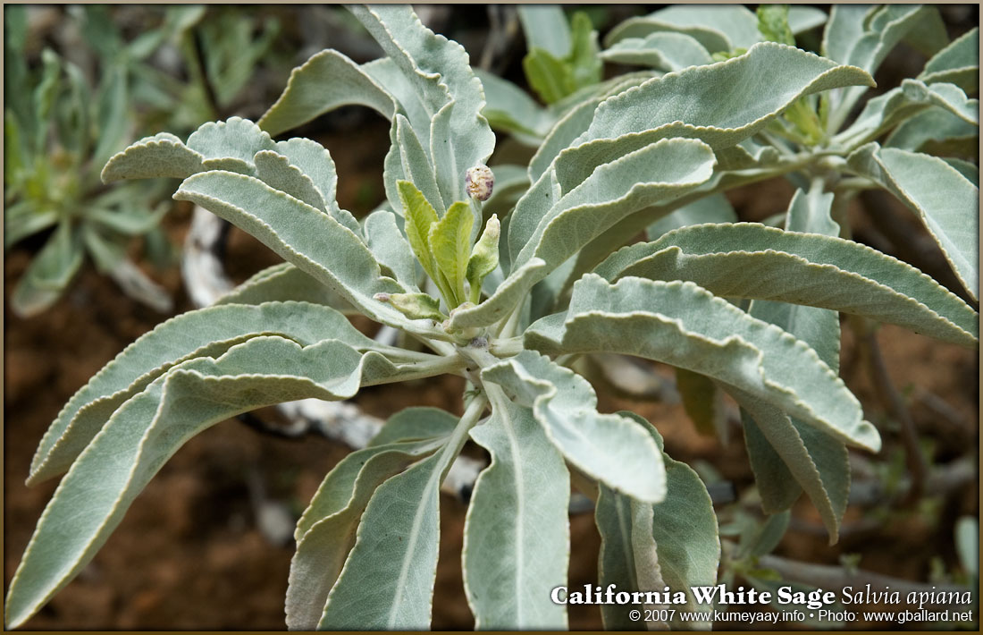 LOADING HIGH RESOLUTION California Sage Pictures...