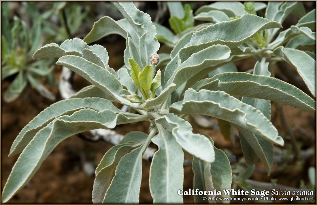 Indigenous Sacred Plants: Sage