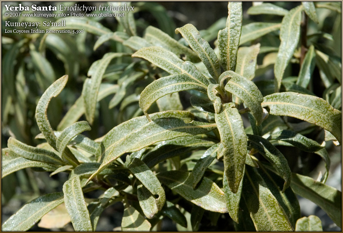 DOWNLOADING LARGE Hi-Rez Yerba Santa Photographs...