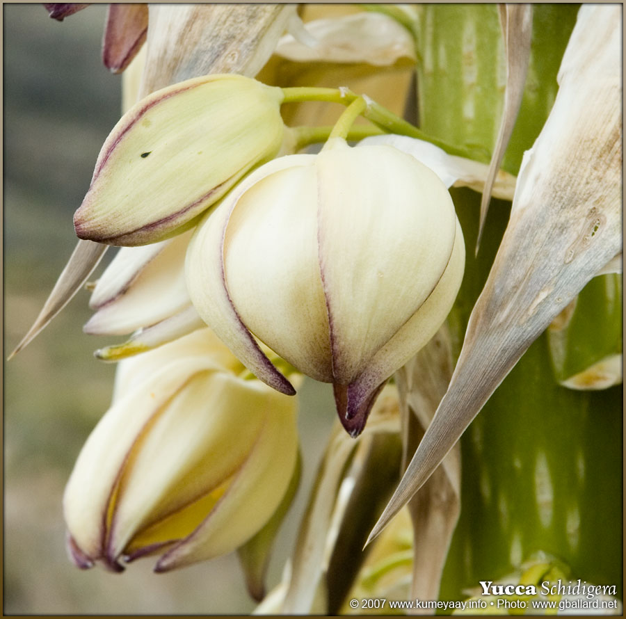 DOWNLOADING TWO very large high-resolution yucca photographs...