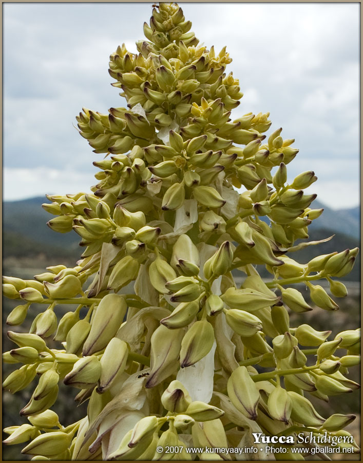 DOWNLOADING TWO very large high-resolution yucca photographs...