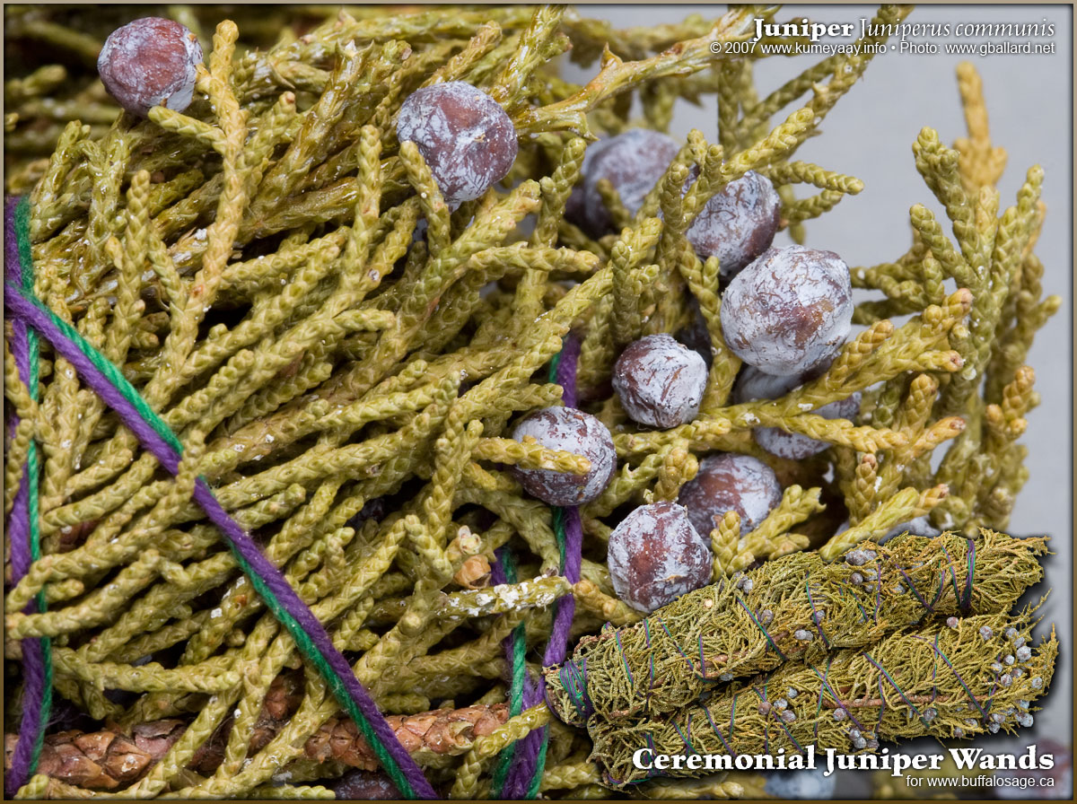 Loading Giant Juniper Photo...