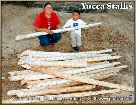 YUCCA STALKS