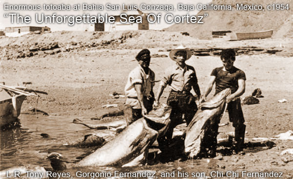 HISTORIC GIANT TOTOABA Photos...