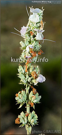 KUMEYAAY WHITE SAGE