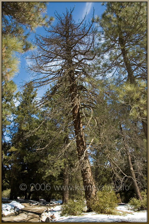 LOADING PINE TREES BARK BEETLE Pics...