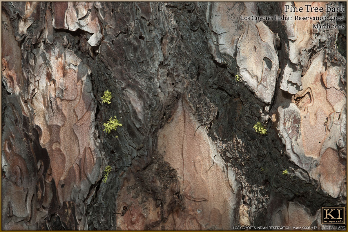 SAN DIEGO INDIAN PINE BARK Photograph...