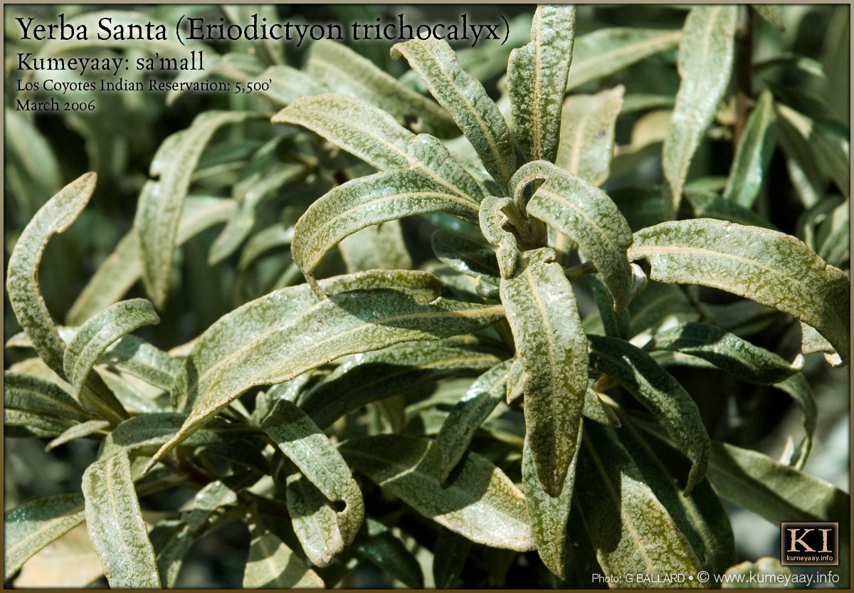 YERBA SANTA Plant Picture...