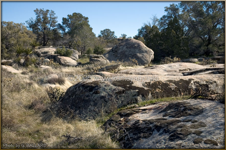 CALIFORNIA INDIGENOUS LANDSCAPE Picture Loading...