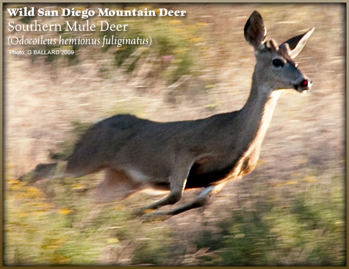 WILD SOUTHERN CALIFORNIA DEER RUNNING