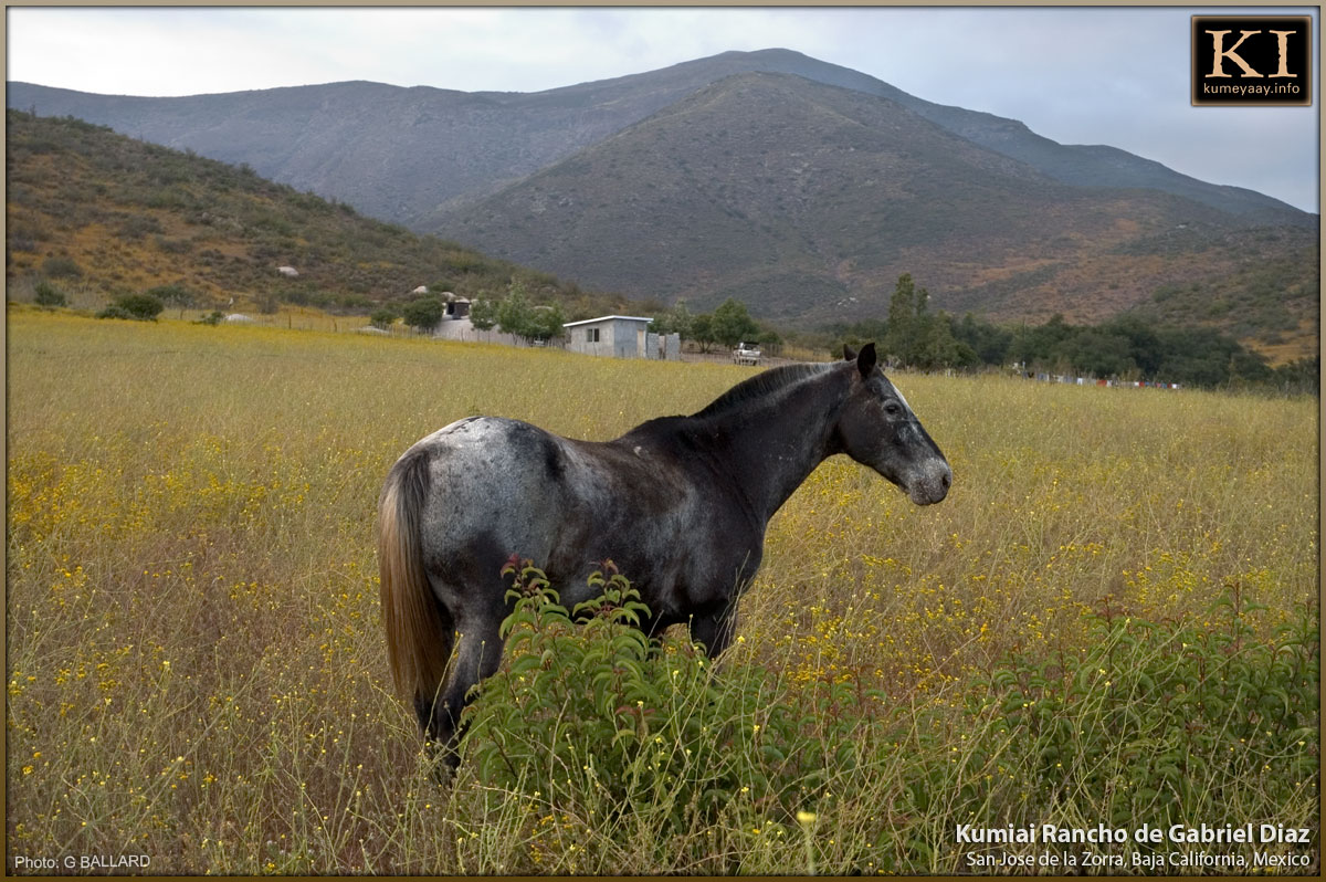 RANCHO INDIO