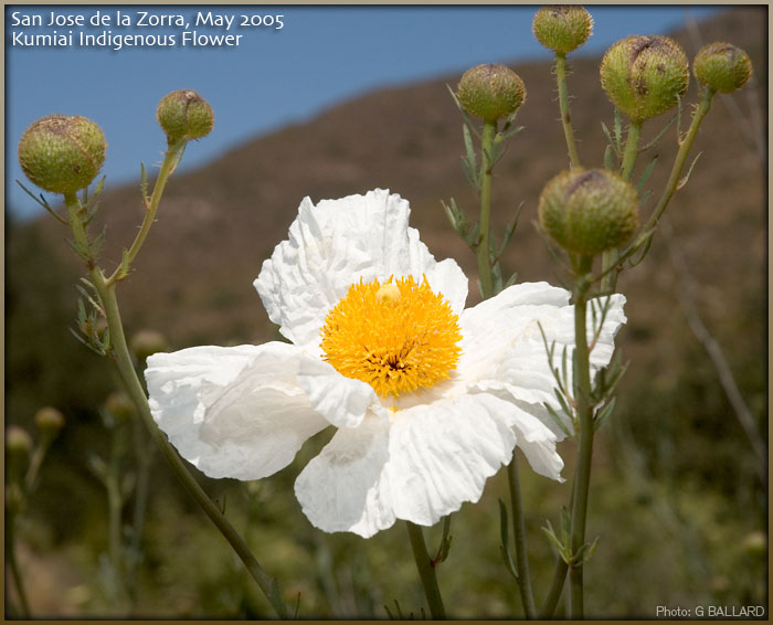 Kumeyaay Indigenous Flower Photos