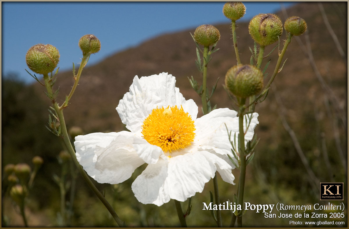 MATILIJA POPPY Pictures