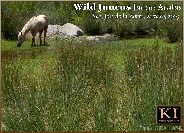 WILD CALIFORNIA JUNCUS PICTURE