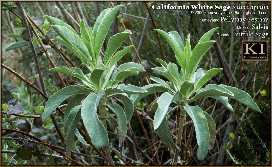 SALVIA APIANA WHITE SAGE PLANTS