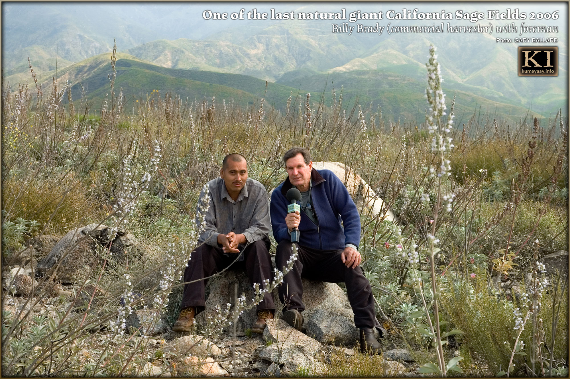 HIGH RESOLUTION Last Remaining Giant Organic Natural Southern California Sage Field, Secret Location...