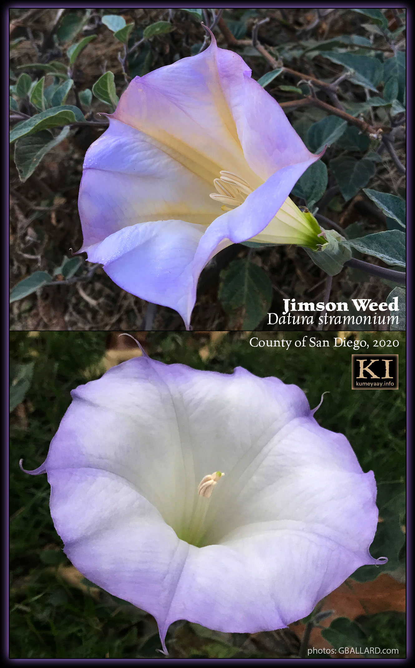 BLOOMING CALIFORNIA JIMSONWEED FLOWERS